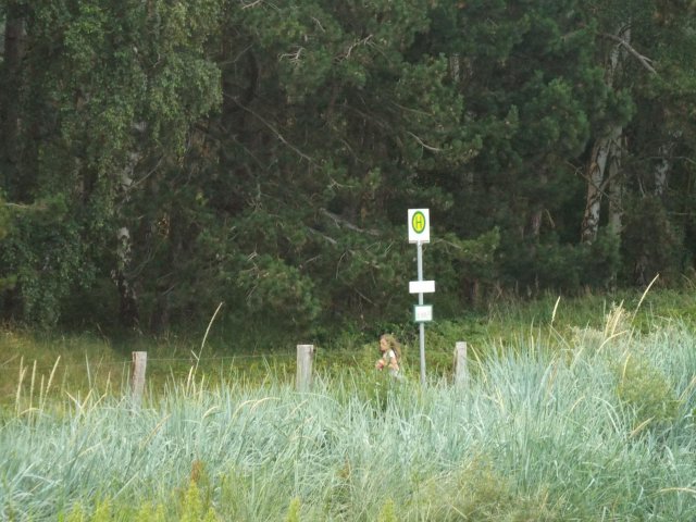 Bilder 20.07.2017 Nachtlauf